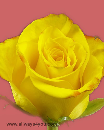 Roses-High-And-Yellow-Magic Flowers